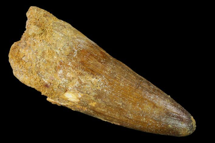 Large, Cretaceous Fossil Crocodile Tooth - Morocco #159142